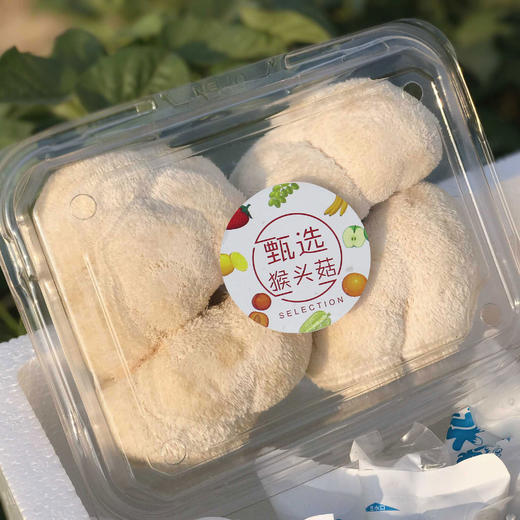 新鲜高山猴头菇 商品图6