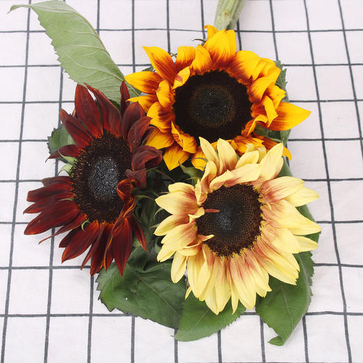 油画向日葵 商品图0