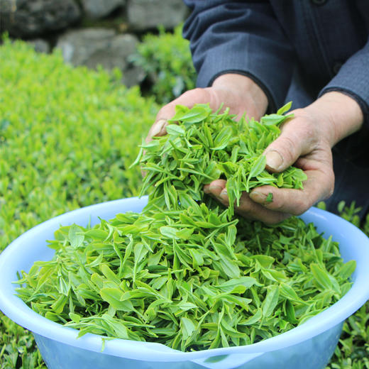 助农湖北恩施鹤峰硒茶明前茶茶叶干茶传统工艺锁鲜茶香浓郁