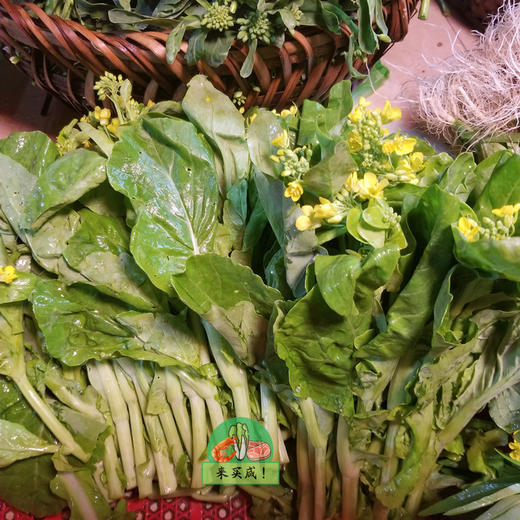 白菜花 商品图0