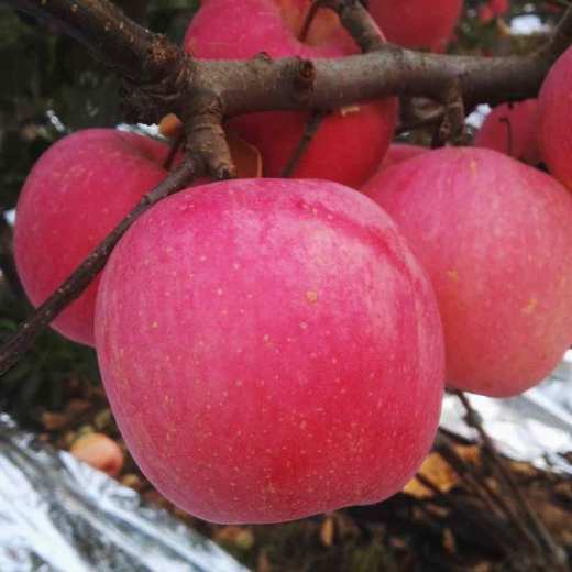 物本源有机益生菌苹果 商品图1