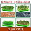 芽苗种子（满4斤包邮 偏远地区除外） 商品缩略图1