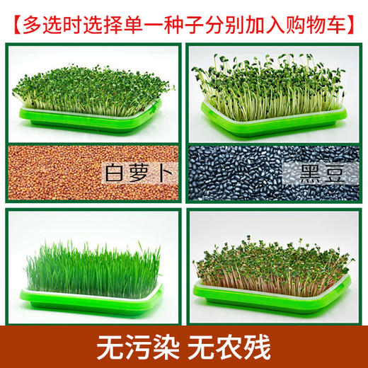 芽苗种子（满4斤包邮 偏远地区除外） 商品图1