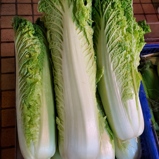 青边白菜 商品图0