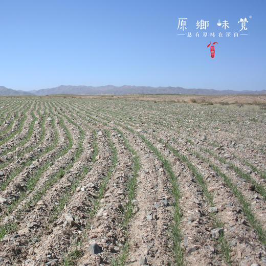 红秃头生态面粉（基地直发-韵达/邮政包邮）｜5斤/袋，来自甘肃武威，生产者：陈多昌【合作生产，公平贸易】 商品图6