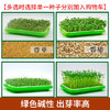 芽苗种子（满4斤包邮 偏远地区除外） 商品缩略图0