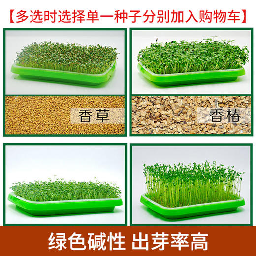 芽苗种子（满4斤包邮 偏远地区除外） 商品图0