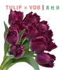 郁金香·美杜莎（紫毛边） 商品缩略图0