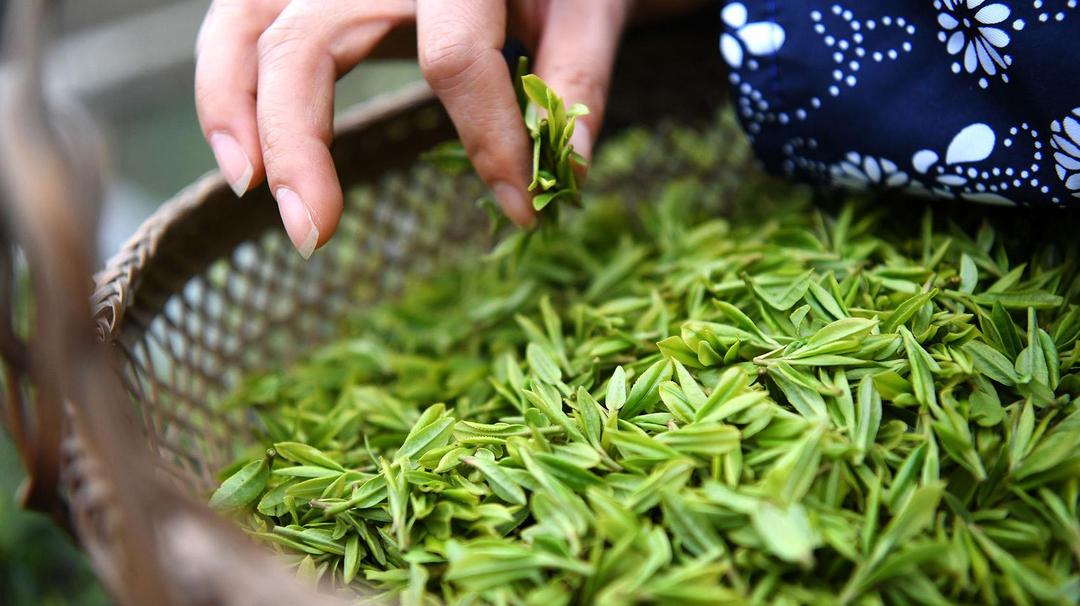 故乡好物雷山银球茶贵州苗王绿茶红茶