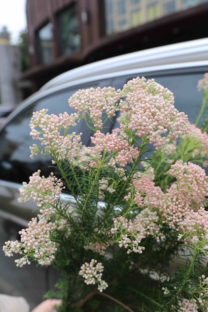 本周花事 【粉米花】21元1把