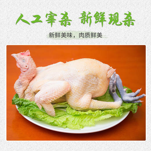 【全国包邮】凤羽土鸡（母鸡）  2.5-3.3斤/只 商品图3
