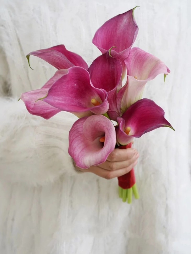 马蹄莲鲜切花-限时特惠29元5枝-颜色随机-满99元三公里包邮