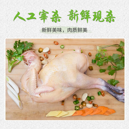 【全国包邮】凤羽土鸡（阉鸡） 4.3-4.6斤/只  （48小时之内发货) 商品图2