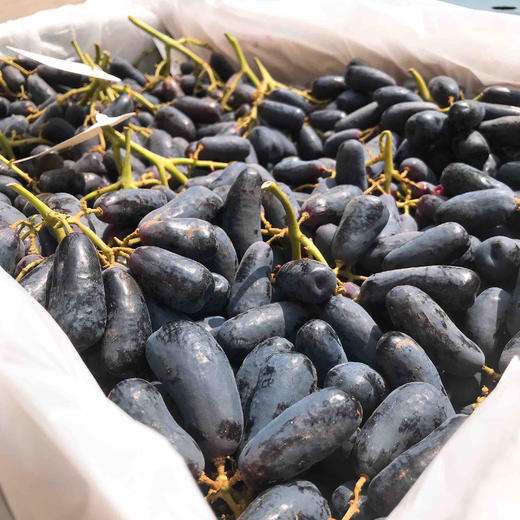 澳洲美人指高甜度懒猫水果脆甜好吃