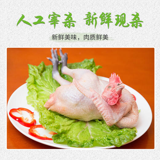 【全国包邮】凤羽土鸡（公鸡） 3.2-3.7斤/只   （48小时之内发货) 商品图3