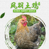 【全国包邮】凤羽土鸡（母鸡）  2.5-3.3斤/只 商品缩略图1