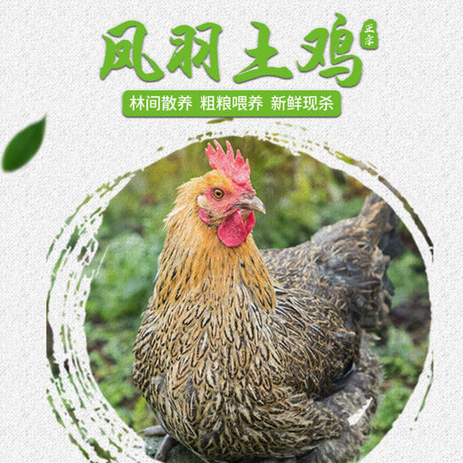 【全国包邮】凤羽土鸡（母鸡）  2.5-3.3斤/只 商品图1