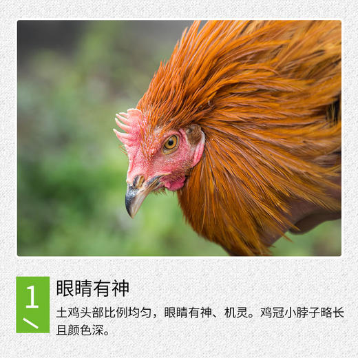 【全国包邮】凤羽土鸡（阉鸡） 4.3-4.6斤/只  （48小时之内发货) 商品图3