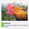 【全国包邮】凤羽土鸡（公鸡） 3.2-3.7斤/只   （48小时之内发货) 商品缩略图4