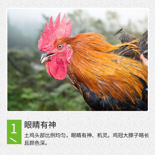 【全国包邮】凤羽土鸡（公鸡） 3.2-3.7斤/只   （48小时之内发货) 商品图4