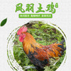 【全国包邮】凤羽土鸡（公鸡） 3.2-3.7斤/只   （48小时之内发货) 商品缩略图1