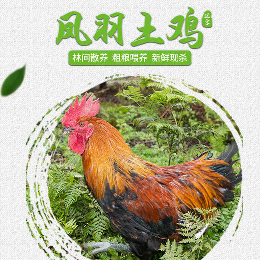 【全国包邮】凤羽土鸡（公鸡） 3.2-3.7斤/只   （48小时之内发货) 商品图1