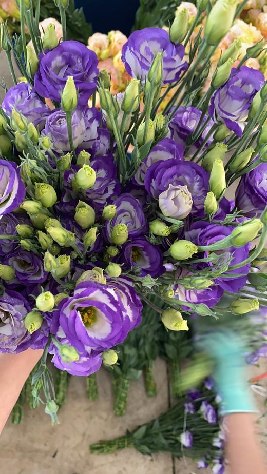 yzh洋桔梗紫边08kg左右a级