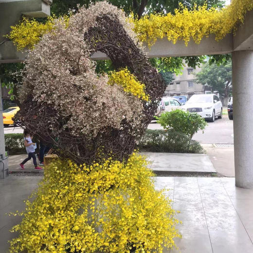 跳舞兰 商品图3