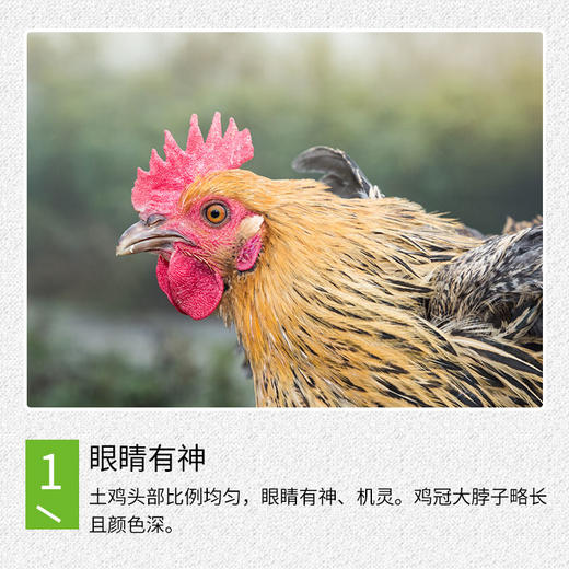 【全国包邮】凤羽土鸡（母鸡）  2.5-3.3斤/只 商品图4