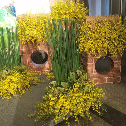 跳舞兰 商品图2