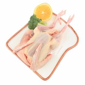 苏食冰鲜乳鸽【0512】