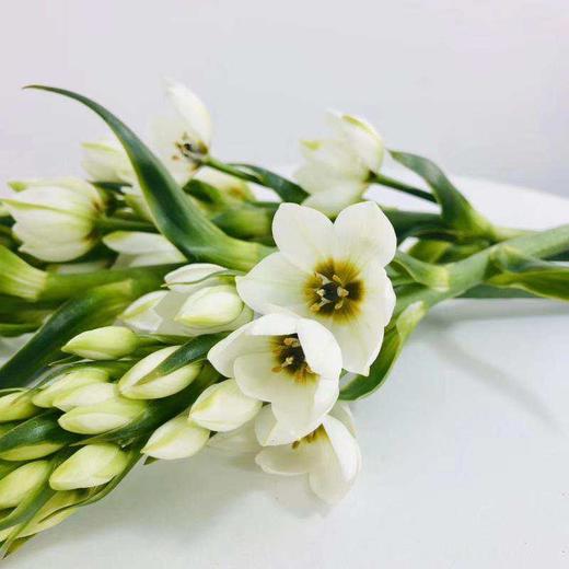 雀梅 白色 10支/扎 商品图1