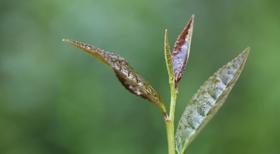 茶的雅称，你知道几个？