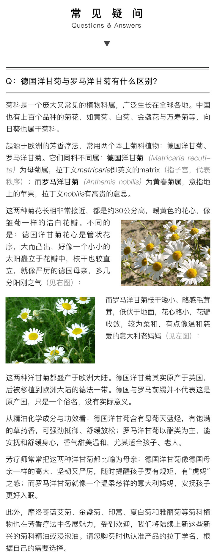 德国洋甘菊纯露保加利亚原产