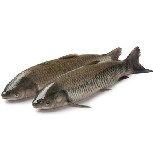 鲜活草鱼（小号、中号）（需现杀请备注） 商品图0