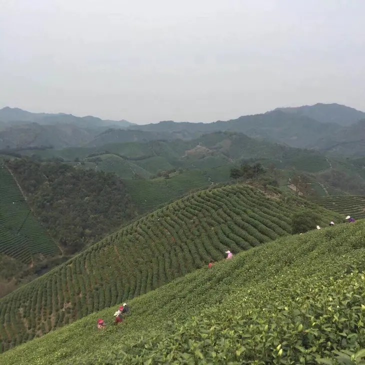 安吉明前白茶春茶頭茶自家茶園無公害管理味道濃郁清香喝完唇齒留香