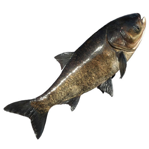 【BSS】活杀雄鱼 约2.5-3斤 商品图0