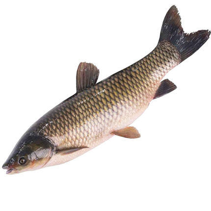 鲜活草鱼（小号、中号）（需现杀请备注） 商品图1