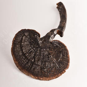 候物粤北灵芝 100g/袋【收到后请冷藏保存防止长虫】