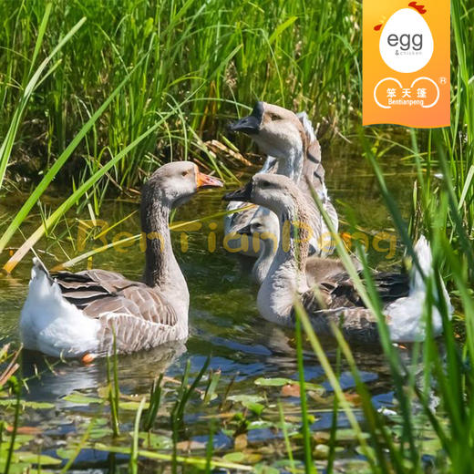 笨天篷新鲜草鹅老鹅适宜做老鹅汤