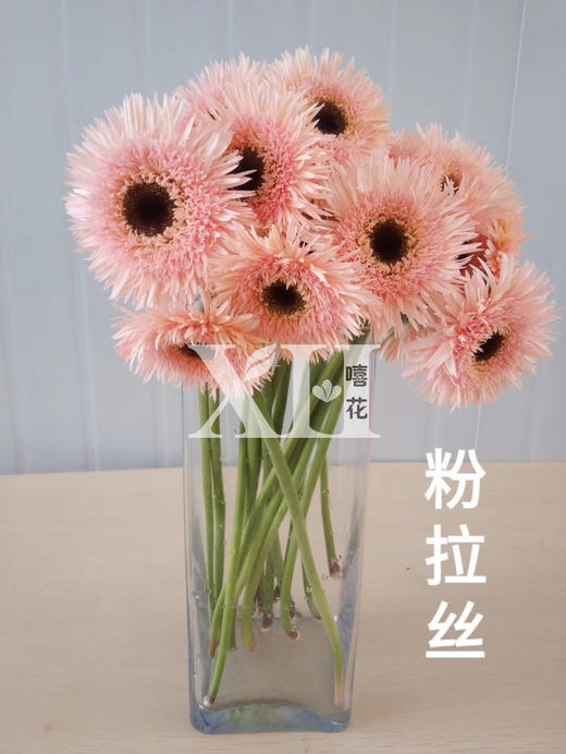 拉丝扶郎8支送2支防损