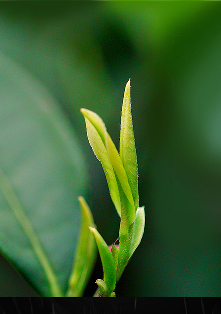 萧氏萧净尖韵致3000礼盒210g湖北茶叶嫩芽毛尖绿茶 - 萧氏茶叶商城