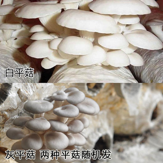 全国发货满额包邮 新鲜采摘蘑菇 平菇300g 灰平菇白平菇随机发 商品图1
