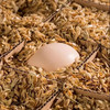 【助农】助销农家土鸡蛋，杂粮散养，营养丰富 商品缩略图2