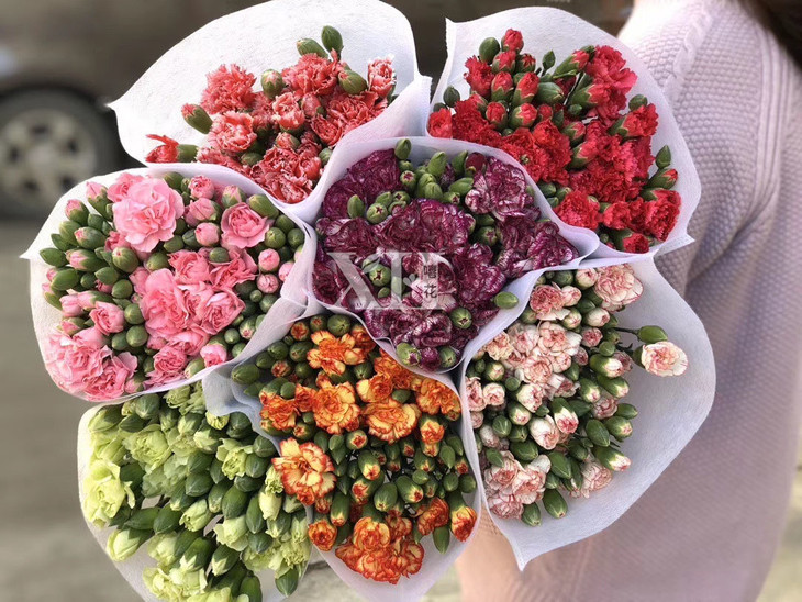 多头康乃馨混色搭配花期超长拍下别付款联系客服改价满100包邮