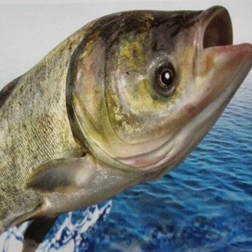 【BSS】活杀雄鱼 约2.5-3斤 商品图2