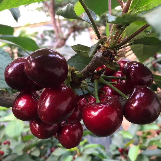 大连大棚俄罗斯8号桃（脆甜 果味浓）2斤/4.6斤 商品图8