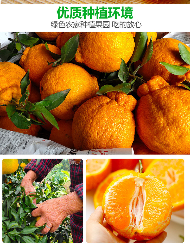 丑柑详情3_08.jpg