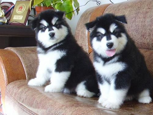 小飞测试，勿动 商品图0