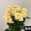 【拍市玫瑰】香槟玫（蜜桃雪山）10枝/扎   约60公分 商品缩略图5